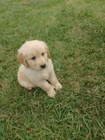 Bella, a female Golden Retriever and Labrador Retriever for sale in Whiteville, NC – Photo 1 of 4