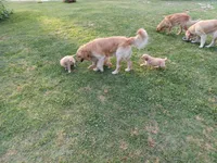 Bella, a female Golden Retriever and Labrador Retriever for sale in Whiteville, NC – Photo 2 of 4