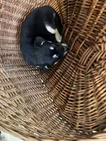 Lucy, a female German Shepherd Dog and Labrador Retriever for sale in Whiteville, NC – Photo 5 of 5