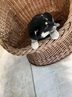 Lucy, a female German Shepherd Dog and Labrador Retriever for sale in Whiteville, NC – Photo 2 of 5