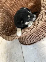Lucy, a female German Shepherd Dog and Labrador Retriever for sale in Whiteville, NC – Photo 3 of 5