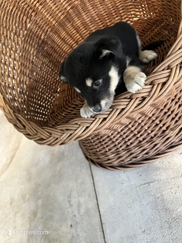 Lucy – German Shepherd Dog, Labrador Retriever puppy for sale in Whiteville, NC