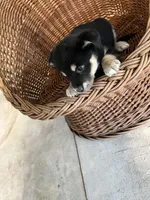 Lucy, a female German Shepherd Dog and Labrador Retriever for sale in Whiteville, NC – Photo 4 of 5