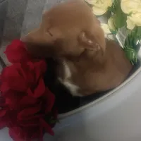 Jake, a male Australian Shepherd and Labrador Retriever for sale in Whiteville, NC – Photo 2 of 5