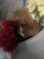 processed/b449f380-f3b3-4333-9387-e95f46a51196/listing/17308675-deff-402a-999f-3f5088202282/76ddc953-7e3a-4307-b325-38492b8c8776