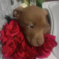 Jake, a male Australian Shepherd and Labrador Retriever for sale in Whiteville, NC – Photo 4 of 5