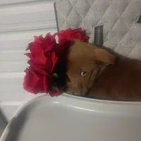 Jake, a male Australian Shepherd and Labrador Retriever for sale in Whiteville, NC – Photo 1 of 5