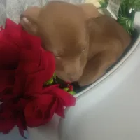 Jake, a male Australian Shepherd and Labrador Retriever for sale in Whiteville, NC – Photo 3 of 5