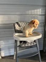 Molly, a female Chihuahua for sale in Whiteville, NC – Photo 4 of 5