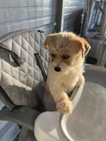 Molly, a female Chihuahua for sale in Whiteville, NC – Photo 5 of 5