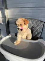 Molly, a female Chihuahua for sale in Whiteville, NC – Photo 2 of 5