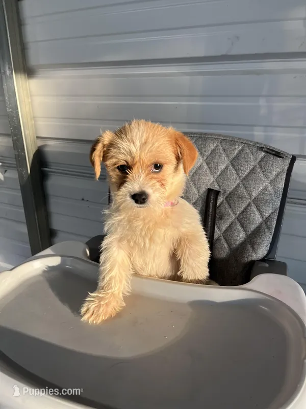 Molly – Chihuahua puppy for sale in Whiteville, NC