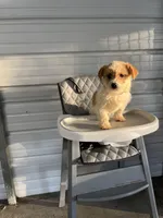 Molly, a female Chihuahua for sale in Whiteville, NC – Photo 3 of 5