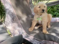 Duchess, a female Golden Retriever for sale in Whiteville, NC – Photo 1 of 5