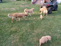 Duchess, a female Golden Retriever for sale in Whiteville, NC – Photo 5 of 5