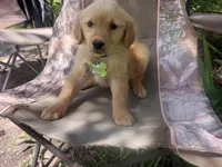 Duchess, a female Golden Retriever for sale in Whiteville, NC – Photo 3 of 5