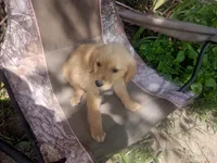 Duchess, a female Golden Retriever for sale in Whiteville, NC – Photo 4 of 5