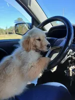 Max, a male Golden Retriever for sale in Whiteville, NC – Photo 3 of 7