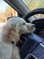 Max, a male Golden Retriever for sale in Whiteville, NC – Photo 6 of 7