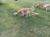 Max, a male Golden Retriever for sale in Whiteville, NC – Photo 2 of 7