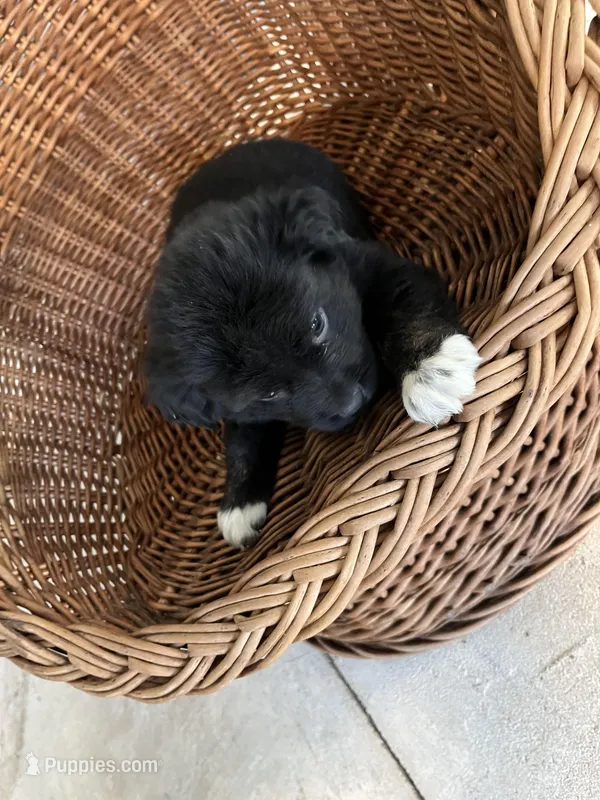 Duke – German Shepherd Dog, Labrador Retriever puppy for sale in Whiteville, NC