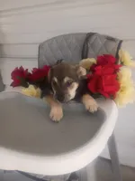 Joe, a male German Shepherd Dog and Labrador Retriever for sale in Whiteville, NC – Photo 1 of 3