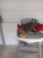 Joe, a male German Shepherd Dog and Labrador Retriever for sale in Whiteville, NC – Photo 3 of 3