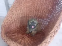 Bronie, a male Shih Tzu for sale in Whiteville, NC – Photo 1 of 3