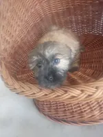 Bronie, a male Shih Tzu for sale in Whiteville, NC – Photo 2 of 3