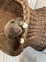 Roxy, a female German Shepherd Dog and Labrador Retriever for sale in Whiteville, NC – Photo 3 of 4