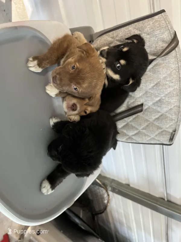 Roxy – German Shepherd Dog, Labrador Retriever puppy for sale in Whiteville, NC