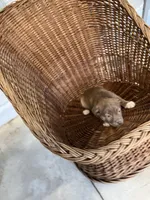 Roxy, a female German Shepherd Dog and Labrador Retriever for sale in Whiteville, NC – Photo 4 of 4