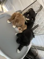 Roxy, a female German Shepherd Dog and Labrador Retriever for sale in Whiteville, NC – Photo 2 of 4