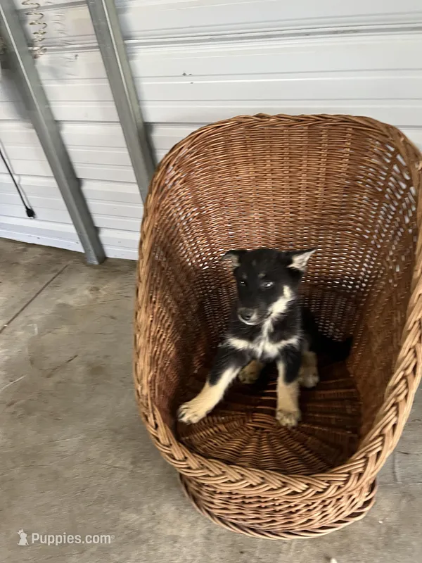 Sadie – German Shepherd Dog puppy for sale in Whiteville, NC