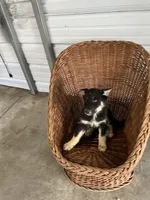 Sadie, a female German Shepherd Dog for sale in Whiteville, NC – Photo 1 of 5