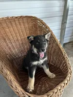 Sadie, a female German Shepherd Dog for sale in Whiteville, NC – Photo 2 of 5