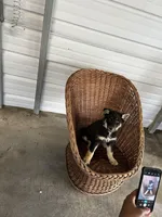 Sadie, a female German Shepherd Dog for sale in Whiteville, NC – Photo 5 of 5