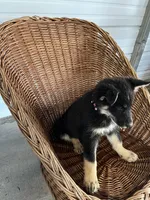 Sadie, a female German Shepherd Dog for sale in Whiteville, NC – Photo 3 of 5