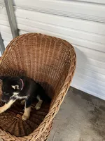 Sadie, a female German Shepherd Dog for sale in Whiteville, NC – Photo 4 of 5