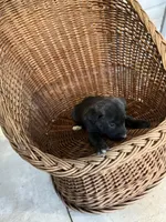 Bear, a male German Shepherd Dog and Labrador Retriever for sale in Whiteville, NC – Photo 4 of 5