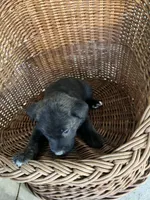 Bear, a male German Shepherd Dog and Labrador Retriever for sale in Whiteville, NC – Photo 2 of 5