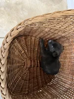 Bear, a male German Shepherd Dog and Labrador Retriever for sale in Whiteville, NC – Photo 5 of 5