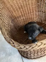 Bear, a male German Shepherd Dog and Labrador Retriever for sale in Whiteville, NC – Photo 3 of 5