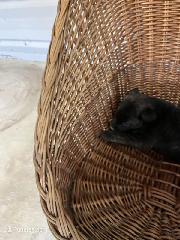 Bear – German Shepherd Dog, Labrador Retriever puppy for sale in Whiteville, NC