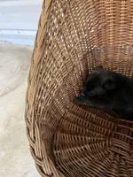 Bear, a male German Shepherd Dog and Labrador Retriever for sale in Whiteville, NC – Photo 1 of 5