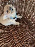 Buddy, a male German Shepherd Dog for sale in Whiteville, NC – Photo 3 of 9