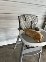 Buddy, a male German Shepherd Dog for sale in Whiteville, NC – Photo 9 of 9