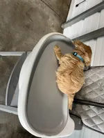 Buddy, a male German Shepherd Dog for sale in Whiteville, NC – Photo 5 of 9