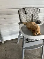 Buddy, a male German Shepherd Dog for sale in Whiteville, NC – Photo 7 of 9