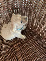 Buddy, a male German Shepherd Dog for sale in Whiteville, NC – Photo 2 of 9